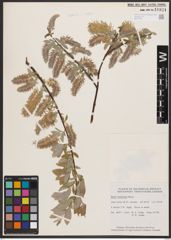 Salix bebbiana Sarg.